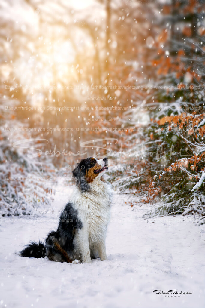 "May"  Australian Shepherd | People- und Tierfotografie, Imageaufnahmen, Veranstaltungsfotografie und Wandbilder aus der Natur ★ Made in Germany ✔️ Druck + Downloads ✔️ Naturfotografie in Top Qualität ★ schneller Versand, weltweite Lieferung! - Realisiert mit Pictrs.com