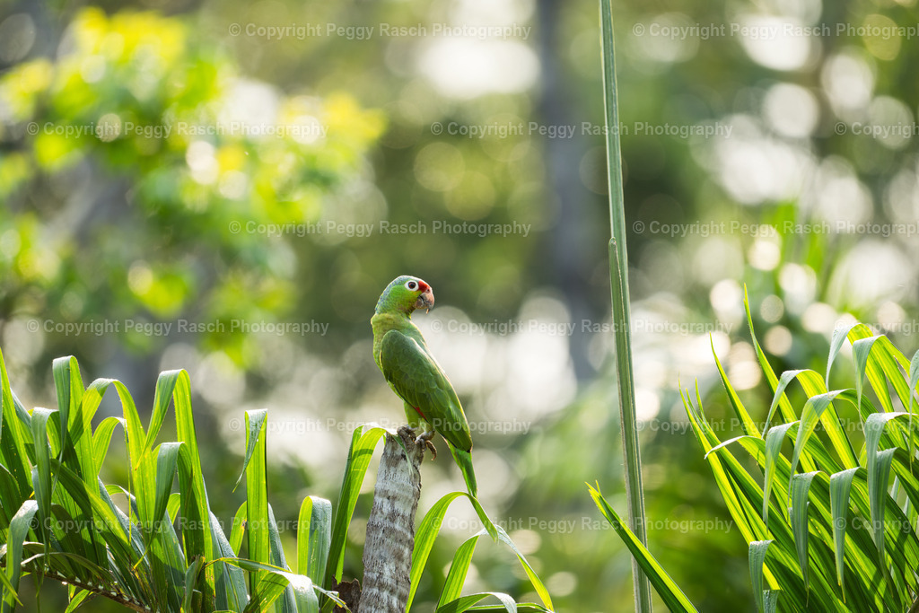 Papageien (3) | PeggyRaschPhotography - Realisiert mit Pictrs.com