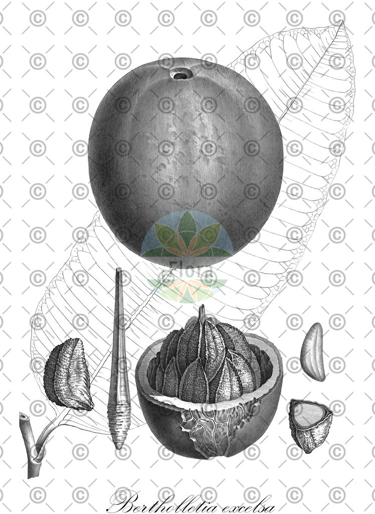 HistAbb_wfo-0000775013_2_ENZY_Simple | Historische Abbildung von Bertholletia excelsa - Lecythidaceae | Historical Illustration of Bertholletia excelsa - Lecythidaceae