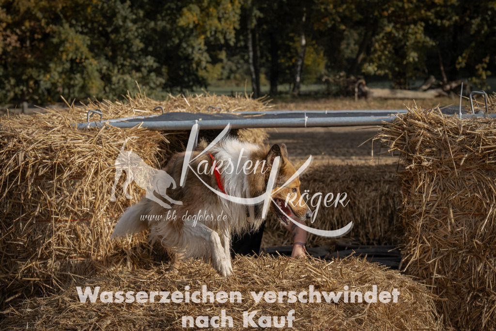 1035_ZZ98885 | kk-dogfotos