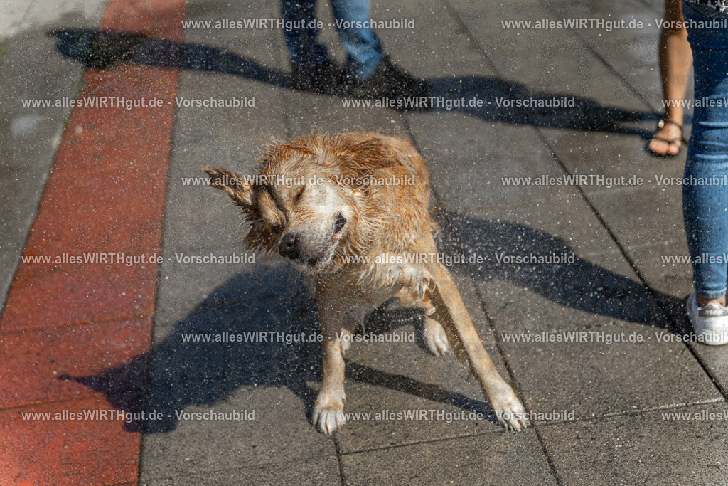 Hundeschwimmen_Volksbad_2026-allesWIRTHgut_Tierfotografie-2609061241-115156-7R500140 | Professionelle Tierfotografie in Mönchengladbach von Daniel Wirth (allesWIRTHgut). Liebevolle & natürliche Bilder von Hunden & Katzen für unvergessliche Erinnerungen.