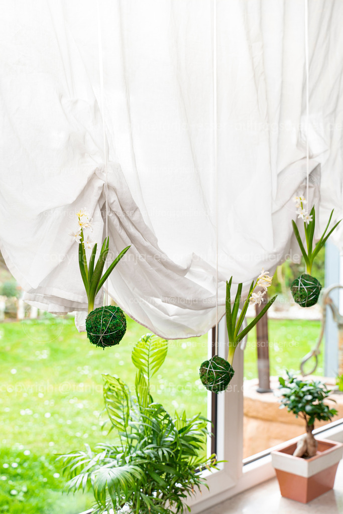 Drei kleine Moos Kugeln sind mit blühenden Hyazinthen bepflanzt. Sie hängen an Stricken vor einem Fenster. | Kokedama - Moosbälle hängen an einer Schnur vor einem Fenster mit Gardinen. Aus den Moosbällen kommen weiß blühende Hyazinthen. DJ Deko Trend aus Japan.