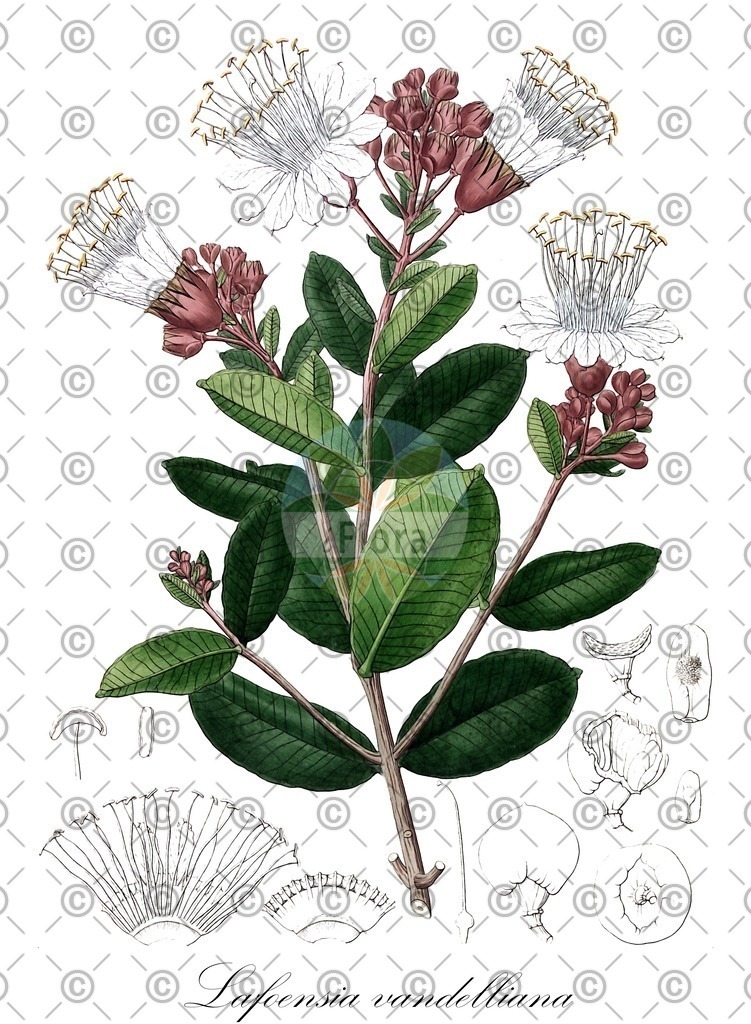 HistAbb_wfo-0000444010_1_ENZY_Simple | Historische Abbildung von Lafoensia vandelliana - Lythraceae | Historical Illustration of Lafoensia vandelliana - Lythraceae