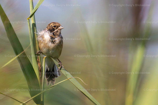 201750 | Tierfotografie, Tierkalender, Tierbilder, Insekten, Spinnen, Vögel, Schmetterling, Libellen, Leinwand, Colorkey, Qualität, Geschenkartikel, Geschenk - Realisiert mit Pictrs.com