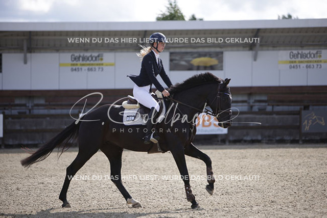 1J2A6550Nele Hoff_ Nordwarf_s Nikita_ Kn801_ Havekost | Foto- und Videografie für alles rund ums Pferd. Hochwertige Bilder und Videos vom Spring- und Dressurreiten, Voltigieren & mehr. Jetzt aktuelle Veranstaltungen und Preise im Shop ansehen. - Realisiert mit Pictrs.com