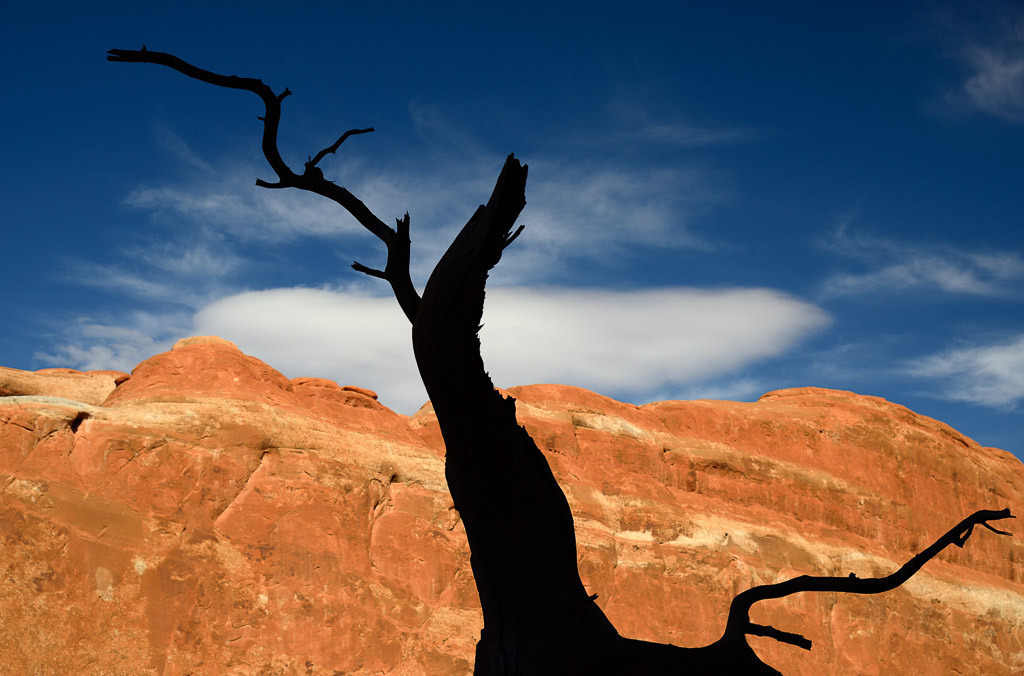 usa-2015-195 | Abgestorbener Baum beim Devils Garden Trailhead im Arches National Park (USA) - Realisiert mit Pictrs.com
