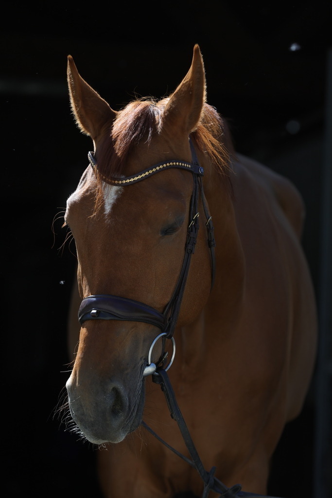 0P6A8927 | Willkommen bei Brunnmayr - Design & Fotografie – Ihrem Spezialisten für Reitturniere und Pferdeveranstaltungen in Oberösterreich, Salzburg und Bayern! Seit über 17 Jahren sind wir leidenschaftlich dabei.