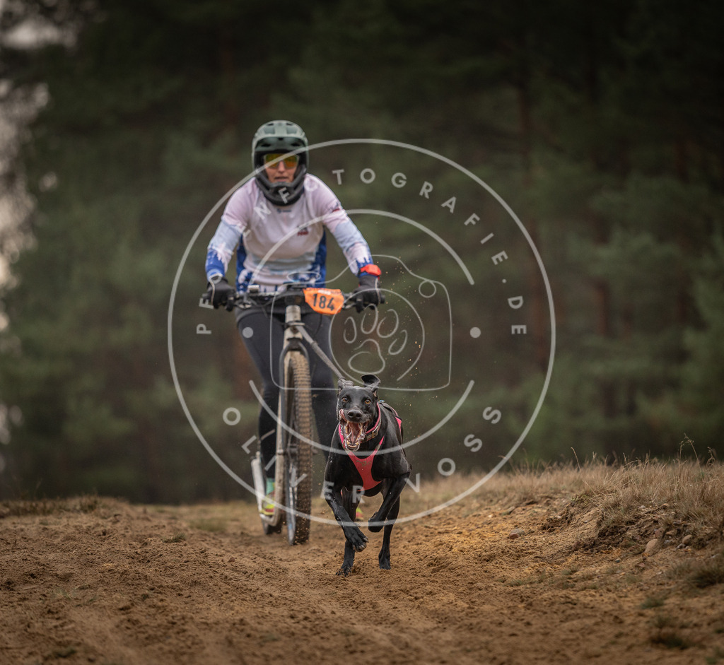 Pfotenfotografie_DV3A4759 | Hundefotografie, Tierfotograf, Pfotenfotografie, Fotoshooting Hund, Hunde Portrait, Hundesport, Hundeportraits, Heideshooting, Hunde, Sportfotograf, Hundefotograf, Turnierhundsport, THS,  - Realisiert mit Pictrs.com