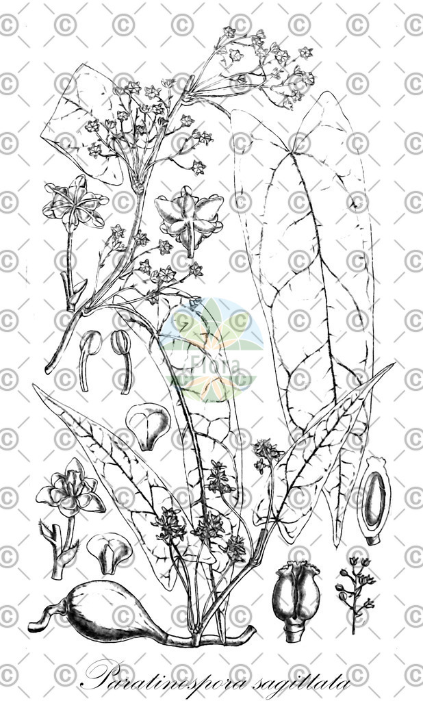 HistAbb_EMP_8000559_1_FloraD_Simple | Historische Abbildung von Paratinospora sagittata - Menispermaceae | Historical Illustration of Paratinospora sagittata - Menispermaceae