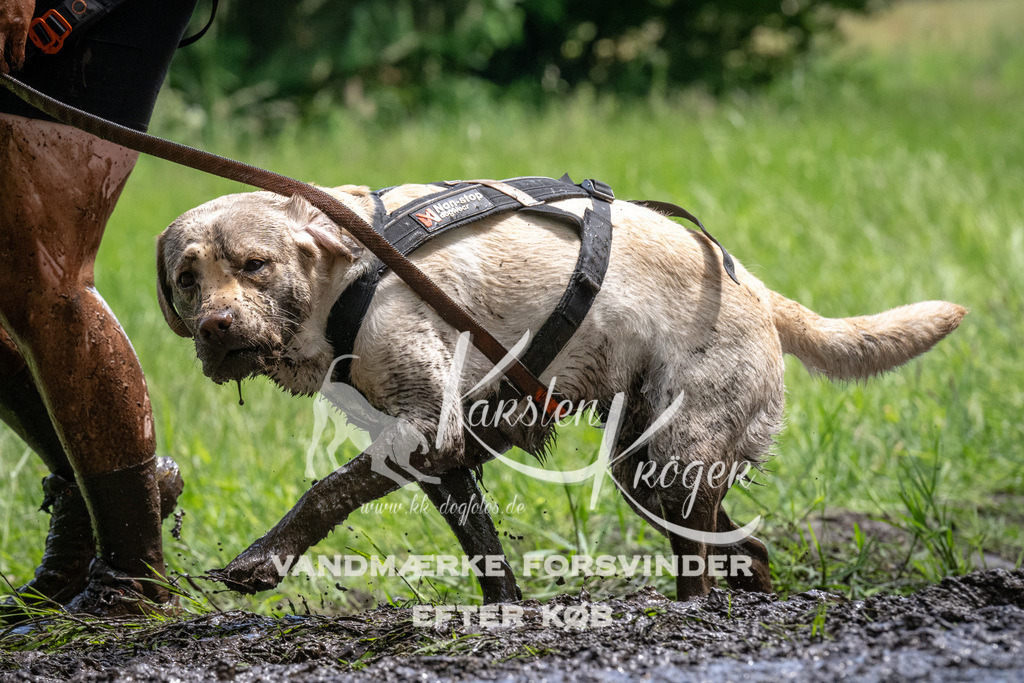 1145_ZZ94490 | kk-dogfotos