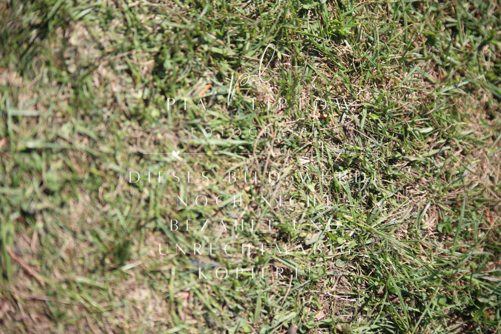 IMGT8088 | pl-fotografie