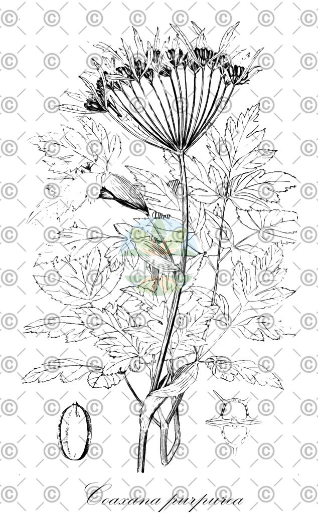 HistAbb_wfo-0000612878_1_ENZY_Simple | Historische Abbildung von Coaxana purpurea - Apiaceae | Historical Illustration of Coaxana purpurea - Apiaceae