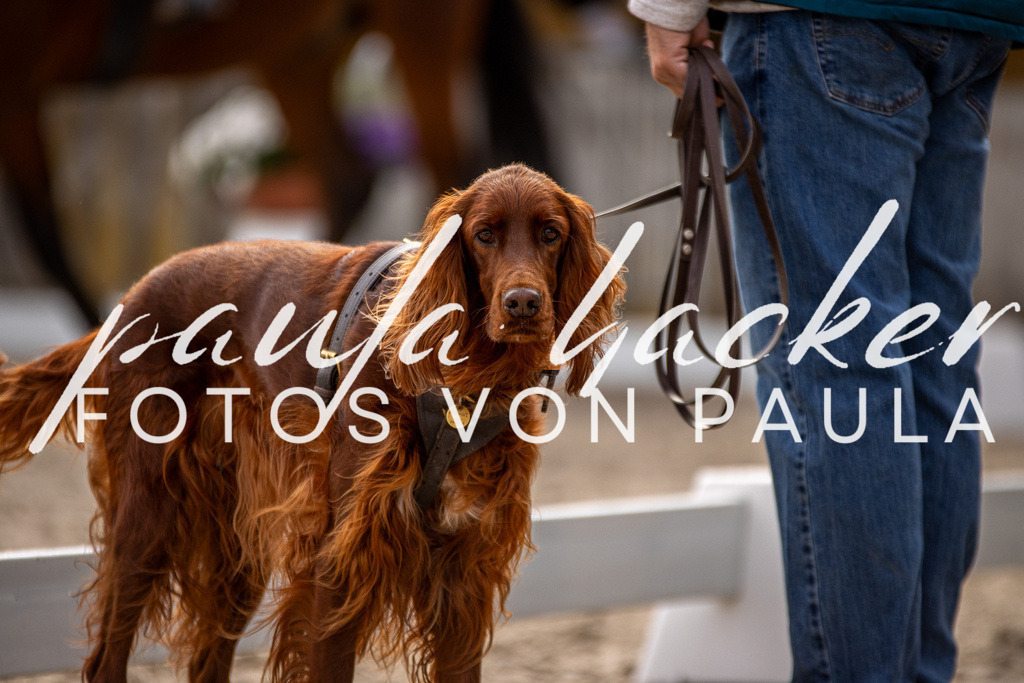 IMG_3394 | Erleben Sie dynamische Sport- und emotionale Tierfotografie in Süddeutschland mit Fotos von Paula. Spezialisiert auf Pferde- und Hundefotografie sowie Sportevents. Kontaktieren Sie mich für einzigartige und ausdrucksstarke Bilder Ihrer besonderen Momente.