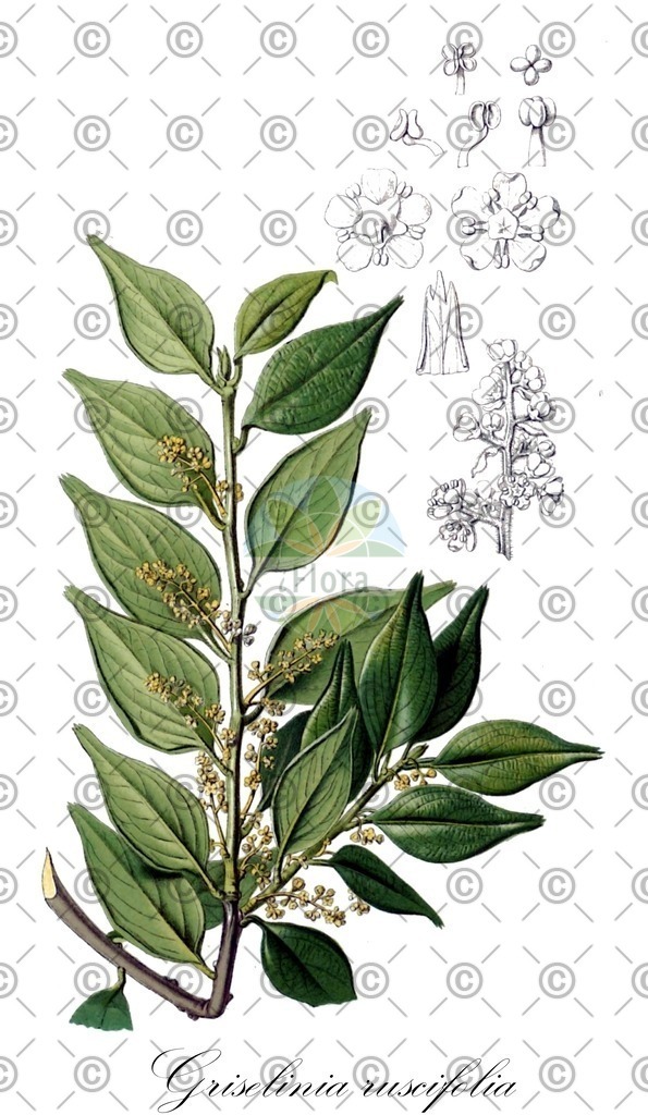 HistAbb_wfo-0000975585_1_ENZY_Simple | Historische Abbildung von Griselinia ruscifolia - Griseliniaceae | Historical Illustration of Griselinia ruscifolia - Griseliniaceae