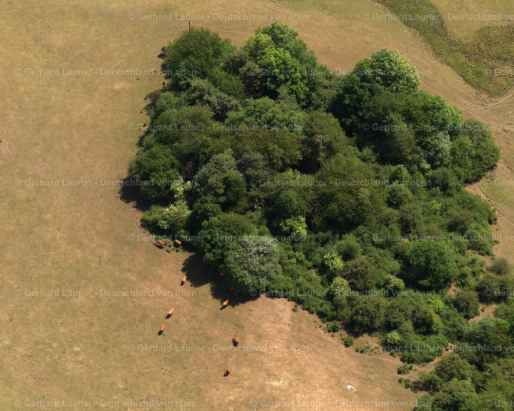 Kuhherde-Rimsberg-3111174 | Kuhherde-Rimsberg