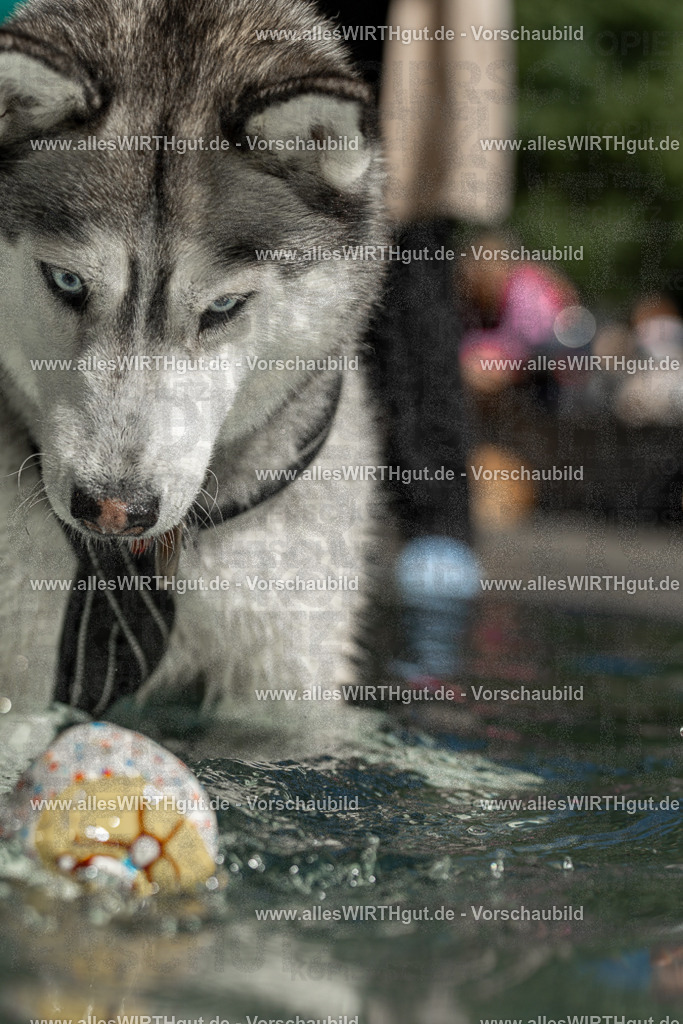 Hundeschwimmen_Volksbad_2026-allesWIRTHgut_Tierfotografie-2609061352-7R500928 | Professionelle Tierfotografie in Mönchengladbach von Daniel Wirth (allesWIRTHgut). Liebevolle & natürliche Bilder von Hunden & Katzen für unvergessliche Erinnerungen.