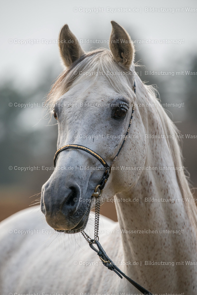 20160312_Araber_Portrait_0002 | equistock