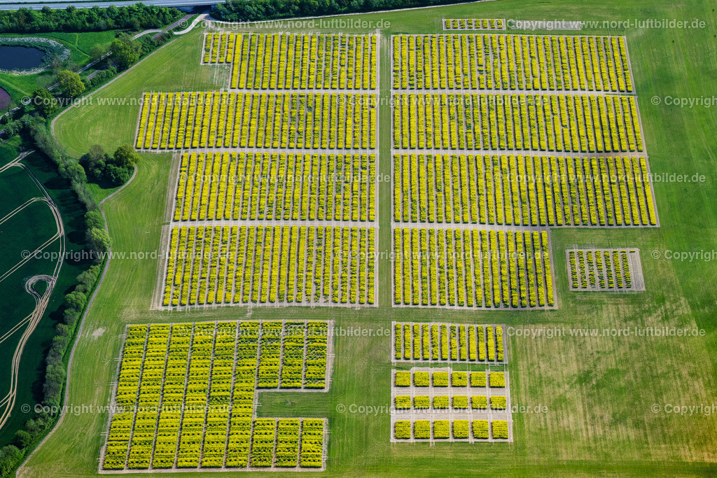 Raps_Versuchsfelder_ELS_3014140523 | NEUWITTENBEK 14.05.2023 Versuchs und Zuchtfelder blühender Raps- Blüten in Neuwittenbek im Bundesland Schleswig-Holstein, Deutschland. // Experimental and breeding fields of blooming rapeseed flowers in Neuwittenbek in the state Schleswig-Holstein, Germany. Foto: Martin Elsen