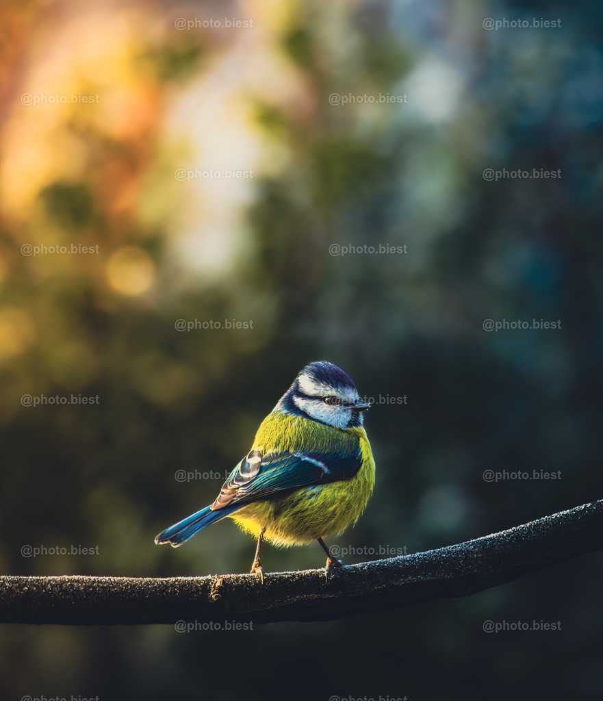 Tagtraum der Blaumeise | Eine Blaumeise im winterlichen Sonnenbad. - Realisiert mit Pictrs.com