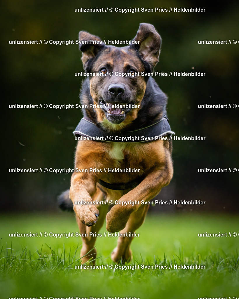 Sven Pries | 2024-10-19 - Hunderennen Ober-Grombach - Realisiert mit Pictrs.com