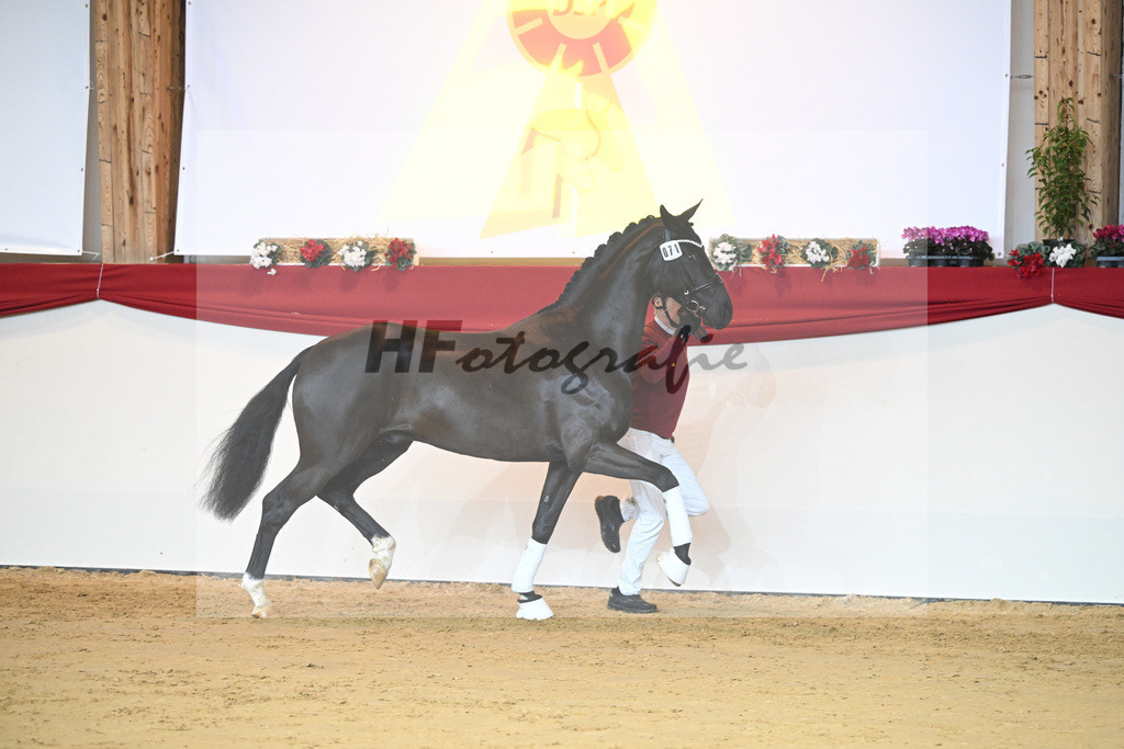 Kat-Nr. 71 Toto jr_Winklmaier_1231484 | hf-fotografie - Realisiert mit Pictrs.com