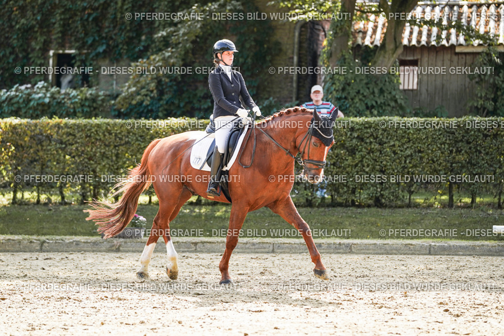 DSC08682 | Pferdegrafie