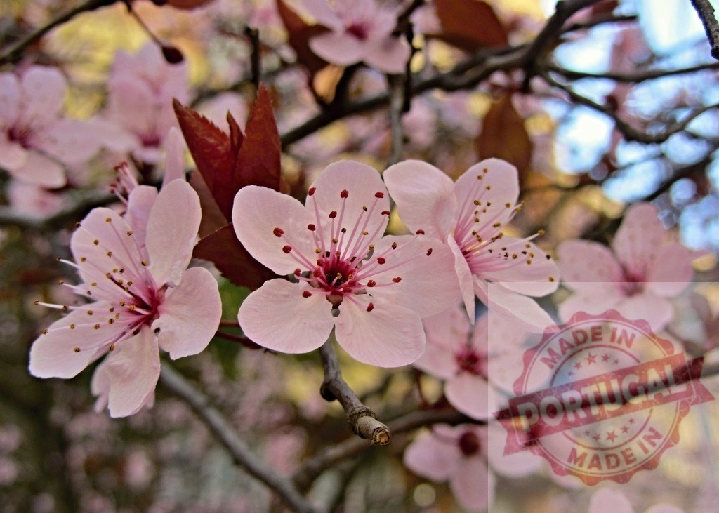 Pink cherry blossoms blooming on tree branch in spring | Delicate pink cherry blossoms blooming on a tree branch, symbolizing spring and beauty - Realized with Pictrs.com