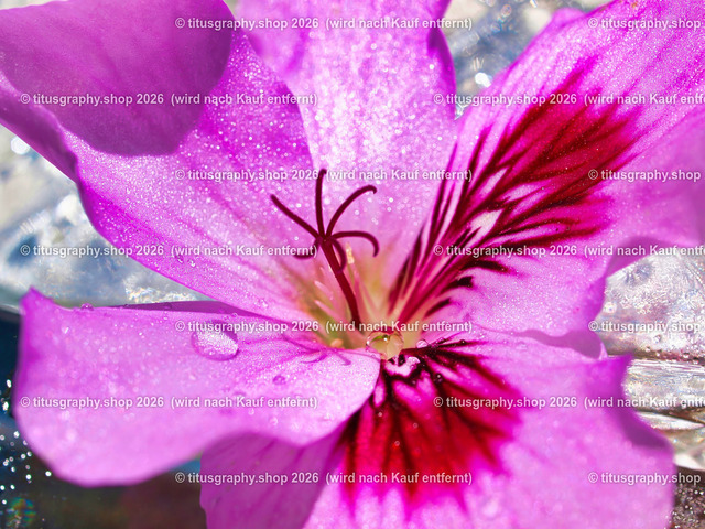 titusgraphy_P7127666-vz-ln | titusgraphy-shop: Geschenkideen mit Qualitätsfotos. titusgraphy-shop: gift ideas with quality photos. titusgraphy-shop: idées cadeaux avec photos de qualité.  - Realisiert mit Pictrs.com