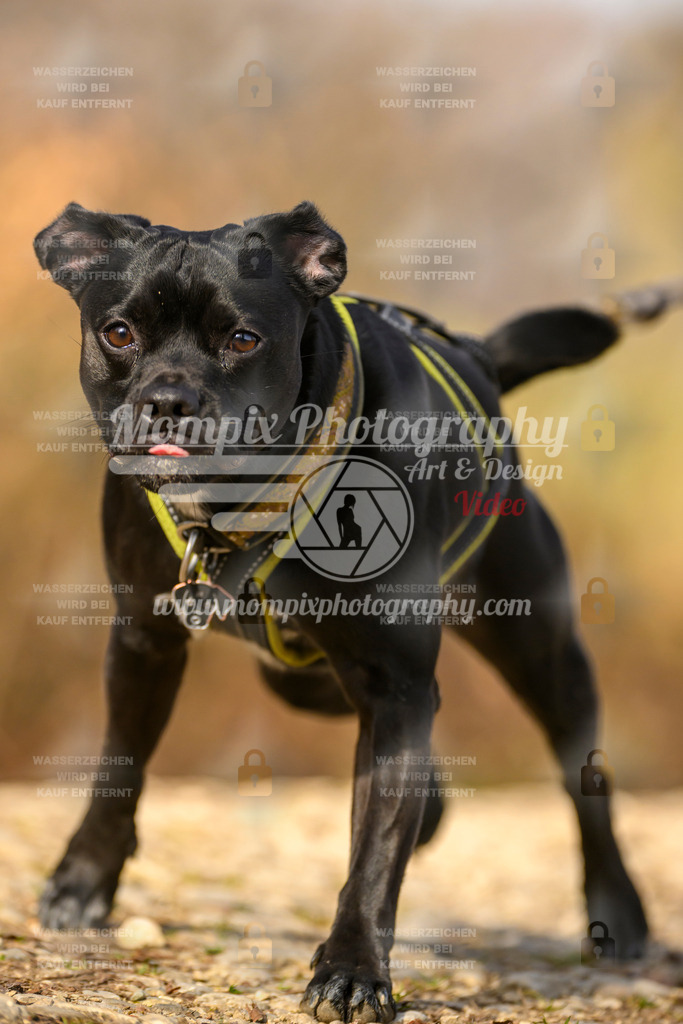 MompixPhotography_6ReiatRennen2026_SA_HappyDog-56 | PayLife