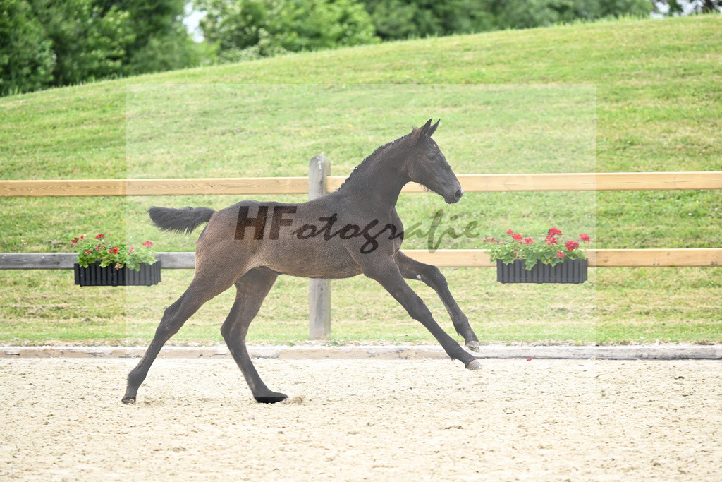 Kat-Nr. 14 SF Hickstead White_Schober_17230291 | hf-fotografie - Realizzato con Pictrs.com