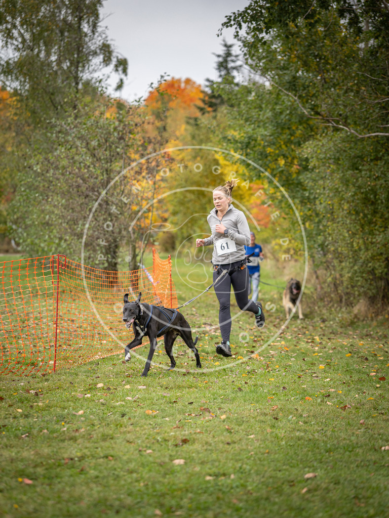 Pfotenfotografie_DV3A2673 | Hundefotografie, Tierfotograf, Pfotenfotografie, Fotoshooting Hund, Hunde Portrait, Hundesport, Hundeportraits, Heideshooting, Hunde, Sportfotograf, Hundefotograf, Turnierhundsport, THS,  - Realisiert mit Pictrs.com
