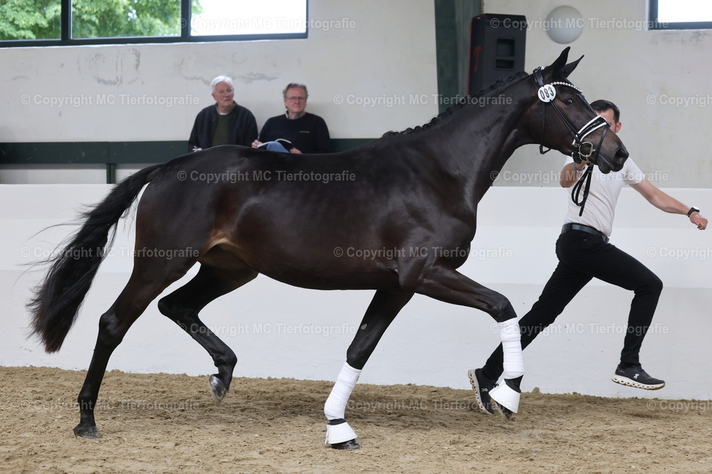 Stut.eintr.u.Fohlent. Geldern06.06.26MCTierf.9C8A0225B1 | Pferdefotos online bestellen - Realisiert mit Pictrs.com