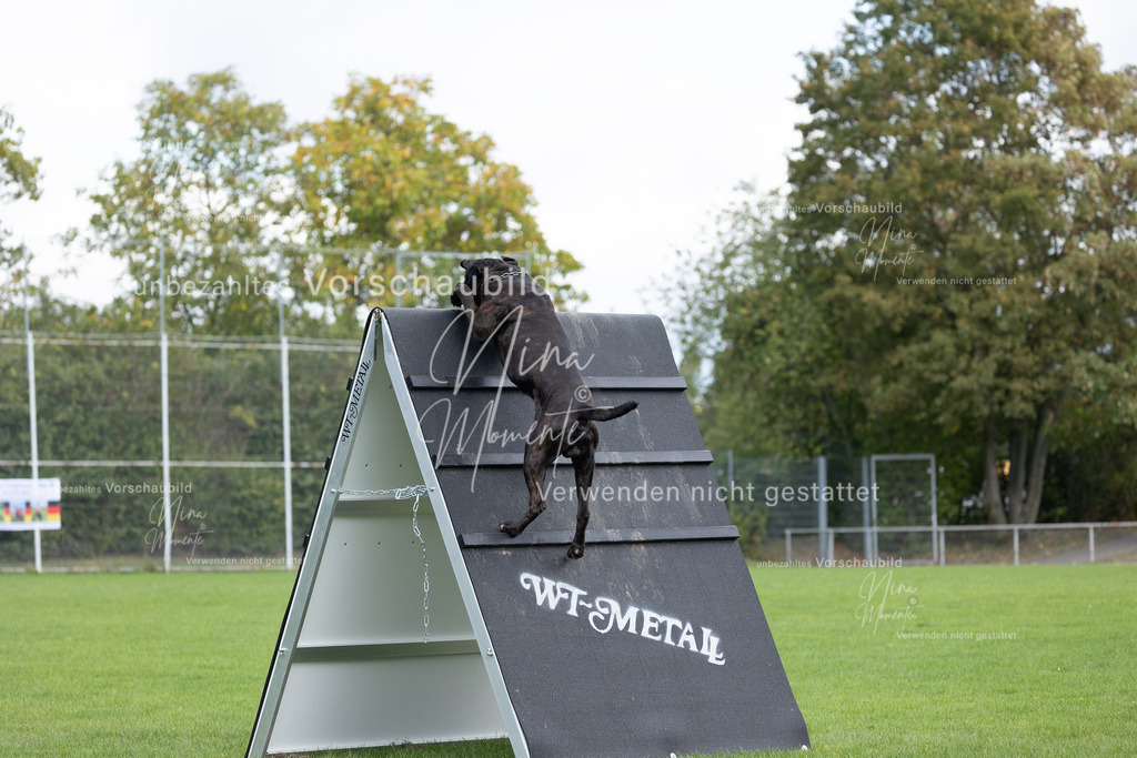 _16A6730 | Einzigartige Fotos von Hunden & Menschen –Actionfotos, Portraits, Vereinsaufnahmen & Paarshootings – authentisch, lebendig & mit Herz.