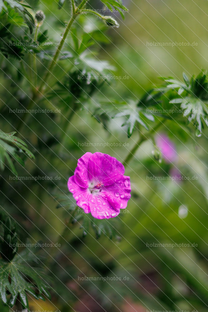 IMG_1030 | Fotograf Leipzig für Hochzeiten, Familienfeste & Porträts. Persönlich, ehrlich & echt – Emotion im Fokus. Jetzt Fotoshooting bei Holzmannphotos buchen!