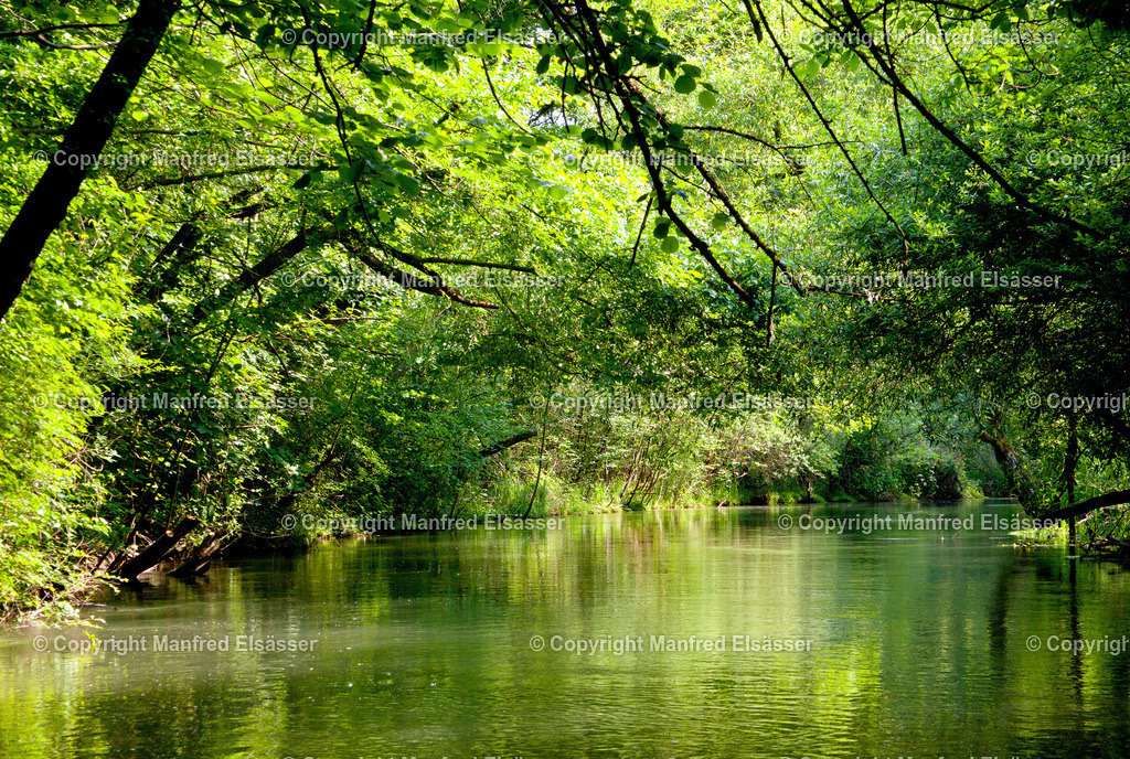 Wald im Taubergießen WB-027 | Wald, Ruhe, Erholung, Abschalten, relaxen, Augenoasen, Kraft tanken, Waldbaden, Stress reduzieren, Bäume, Kirschblüten, Frühlingswald, Sonne im Wald, Licht im Wald, Herbstwald, Waldwege, Gebirgswald, Wasser im Wald, Felsen im Wald, - Realisiert mit Pictrs.com