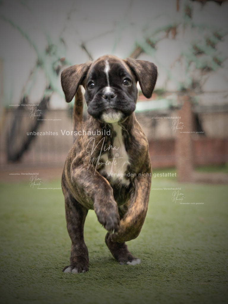 _16A1429-1 | Einzigartige Fotos von Hunden & Menschen –Actionfotos, Portraits, Vereinsaufnahmen & Paarshootings – authentisch, lebendig & mit Herz.