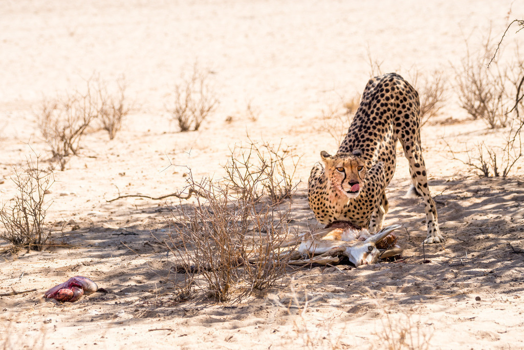 cheetah with it's kill | Die ideale Geschenkidee für Naturliebhaber. Naturbilder von Marcel Gross Photography für ihr Zuhause in den verschiedensten Formaten und Materialien. - Realisiert mit Pictrs.com