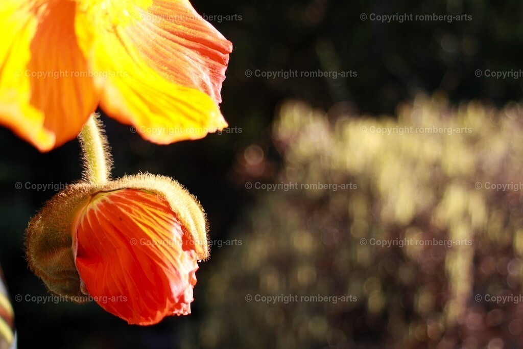 IMG_3144 | romberg-arts, romberg-arts.de, www.romberg-arts.de, Foto_Online_Shop, Julia Fuhrmann, Köln, Fotos, Fotografie, Fotokunst, Kunstdrucke, Naturfotos, Aktfotos, Nacktfotos, schwarz_weiß_Fotos, Blumenfotos, Blumen, Tiere, Beton, Korrosion, Lächeln, Drucke