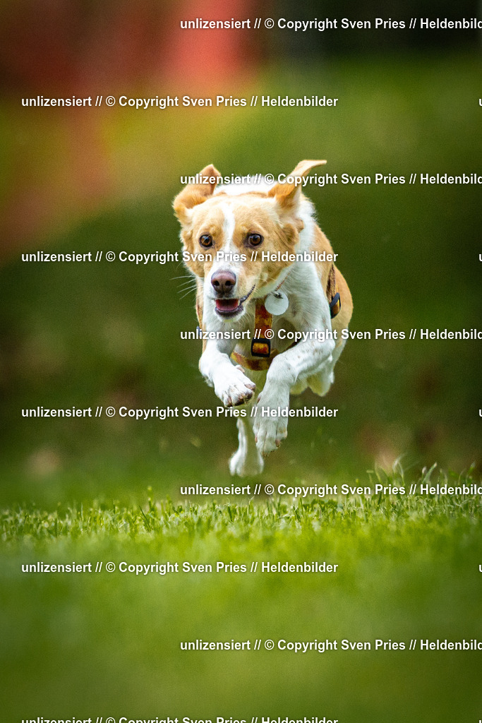 Sven Pries | 2025-09-21 - Hunderennen Baden-Oos - Realisiert mit Pictrs.com