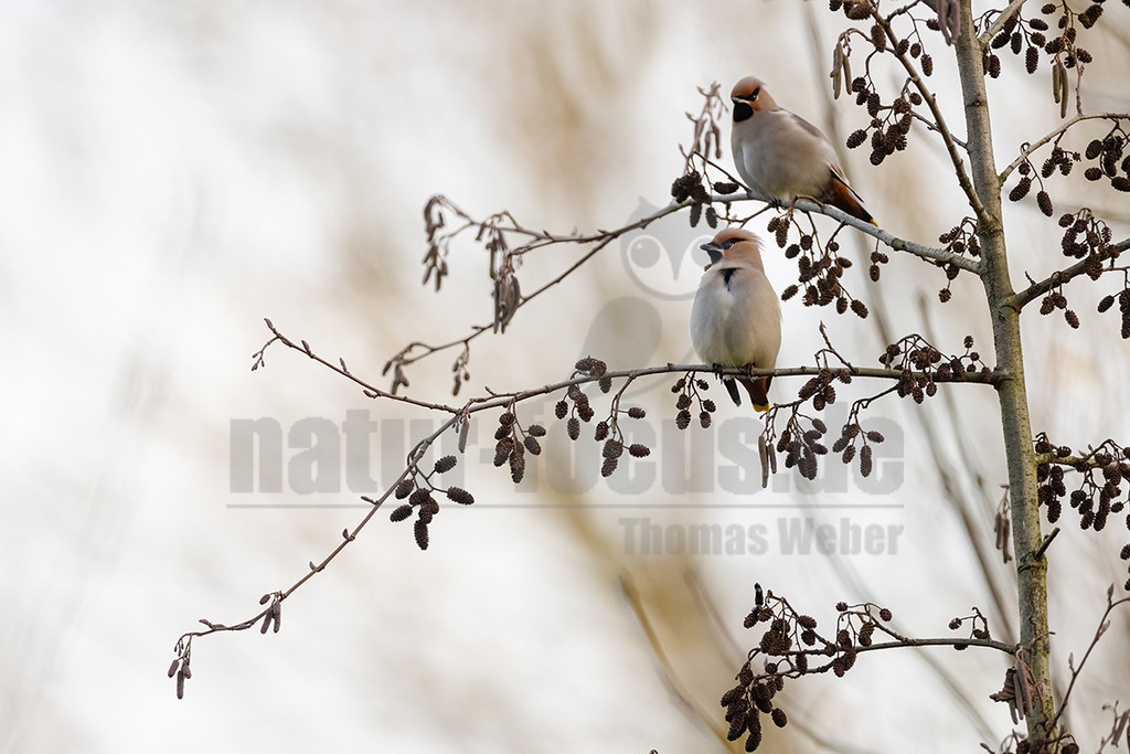 R5NF6625_20231216 | Seidenschwänze sind etwa Amsel große, kompakte Vögel mit kurzem Schnabel und Schwanz. Ihr Gefieder ist bräunlich-beige mit einem auffallend gelb-weißem Flügelmuster und einem gelben Schwanzende. Charakteristisch sind der rostbraune, spitze Federschopf am Kopf und die schwarze Augenmaske. Sein Gesang ist ein hohes, feines Sirren, wie eine kleine Klingel als Kontaktruf vor dem Abfliegen des Schwarmes, manchmal auch ein gedämpftes, quäkendes Rätschen. - Realisiert mit Pictrs.com