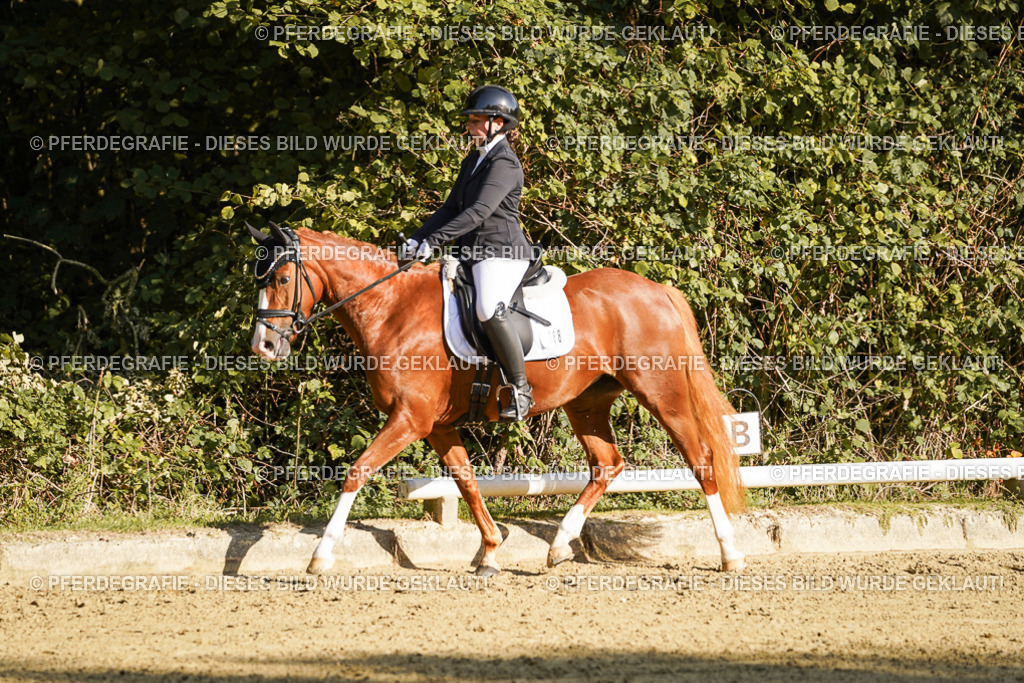 DSC06154 | Pferdegrafie