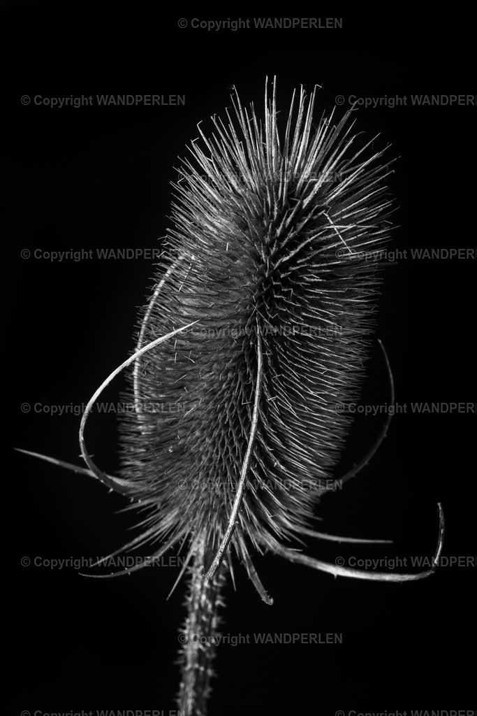 Distel III | Distel - Realisiert mit Pictrs.com