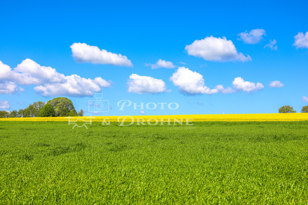 IMG_8904 | Rapsfeld Himmel Baum in der Nähe von Rayerschied im Hunsrück - Realisiert mit Pictrs.com