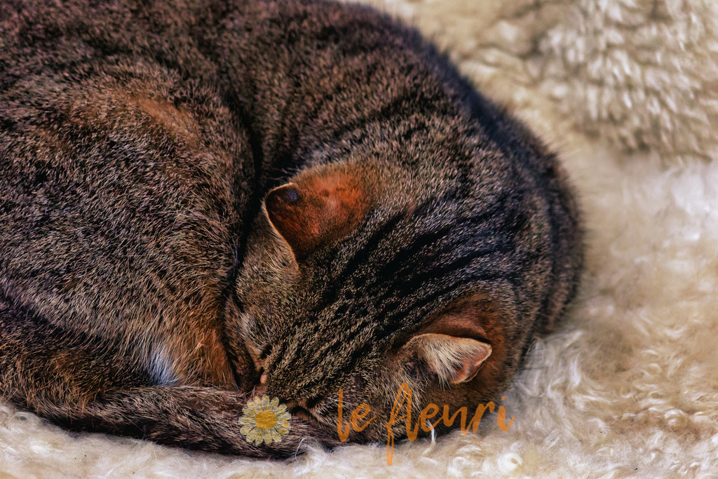 DSC_0052-NEF_DxO_DeepPRIME | Dies ist der Shop von Florian Blum - le fleuri. Langenthal, Bern, SchweizSie können hier meine oder ihre eigenen Fotos als Fotoprodukte kaufen. Tassen, Schlüsselanhänger, Taschen etc. können Sie hier gestalten.  - Realisiert mit Pictrs.com