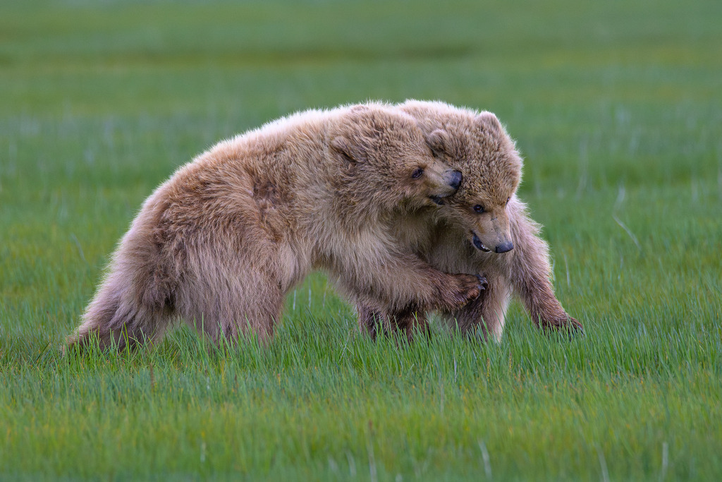 2025-450 | Junge Braunbären im spielerischen Zweikampf im Katmai National Park. - Realisiert mit Pictrs.com