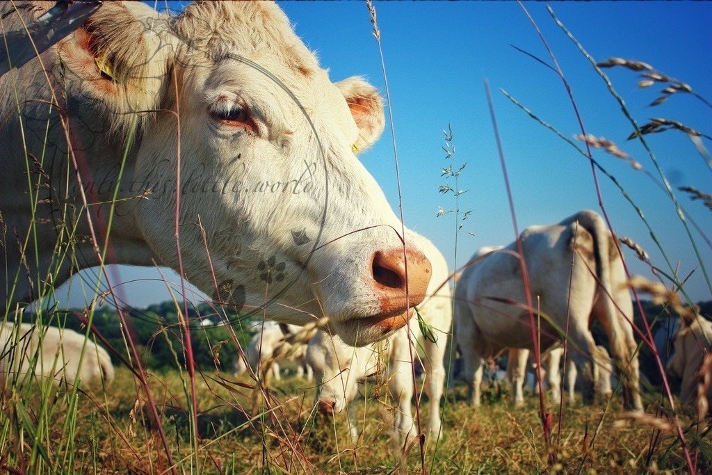 IMG_2894-01 | only.this.little.world - Realisiert mit Pictrs.com