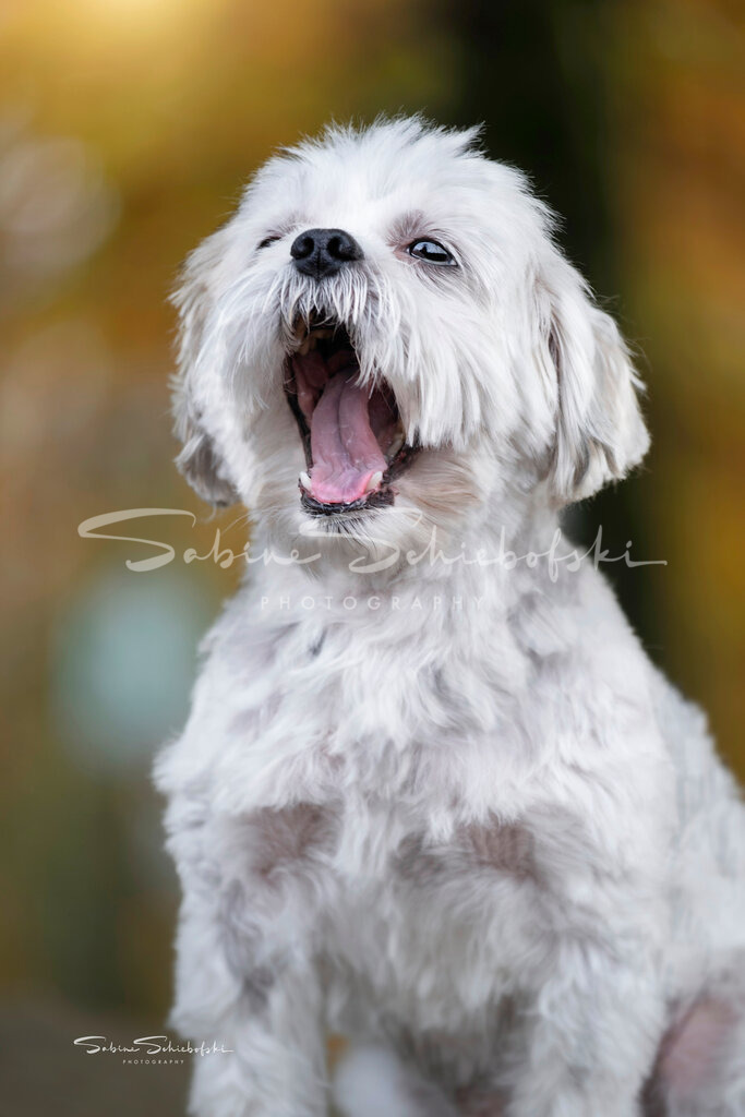 Bailey - Malteser | People- und Tierfotografie, Imageaufnahmen, Veranstaltungsfotografie und Wandbilder aus der Natur ★ Made in Germany ✔️ Druck + Downloads ✔️ Naturfotografie in Top Qualität ★ schneller Versand, weltweite Lieferung! - Realisiert mit Pictrs.com