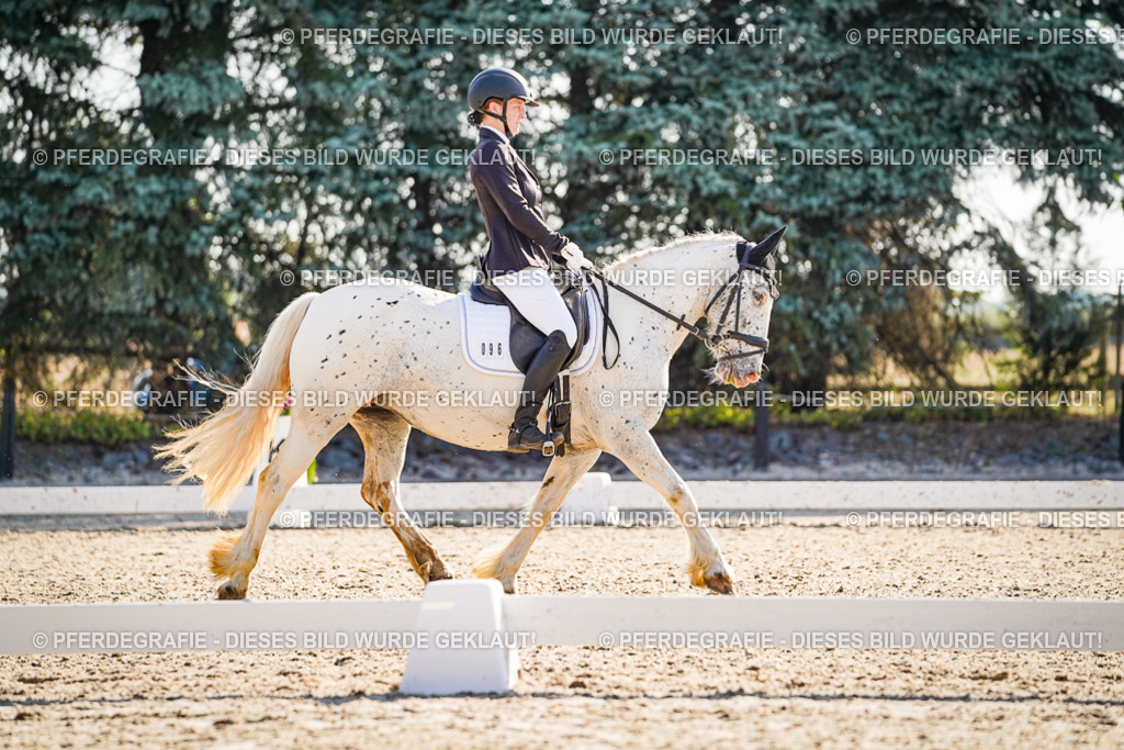 DSC09311 | Pferdegrafie