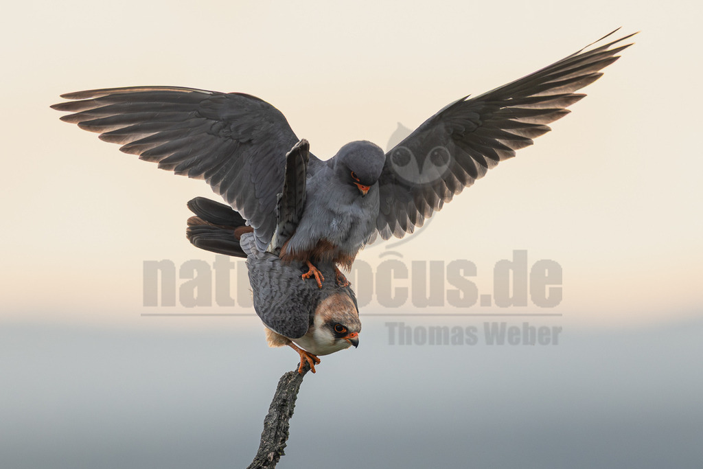 R5M28934_20260517 | Ein männlicher Rotfußfalke (Falco vespertinus) mit ausgebreiteten Flügeln kopuliert mit einem weiblichen Rotfußfalken, der auf einem kahlen Ast sitzt. Der Himmel im Hintergrund ist hell und unscharf. - Realisiert mit Pictrs.com