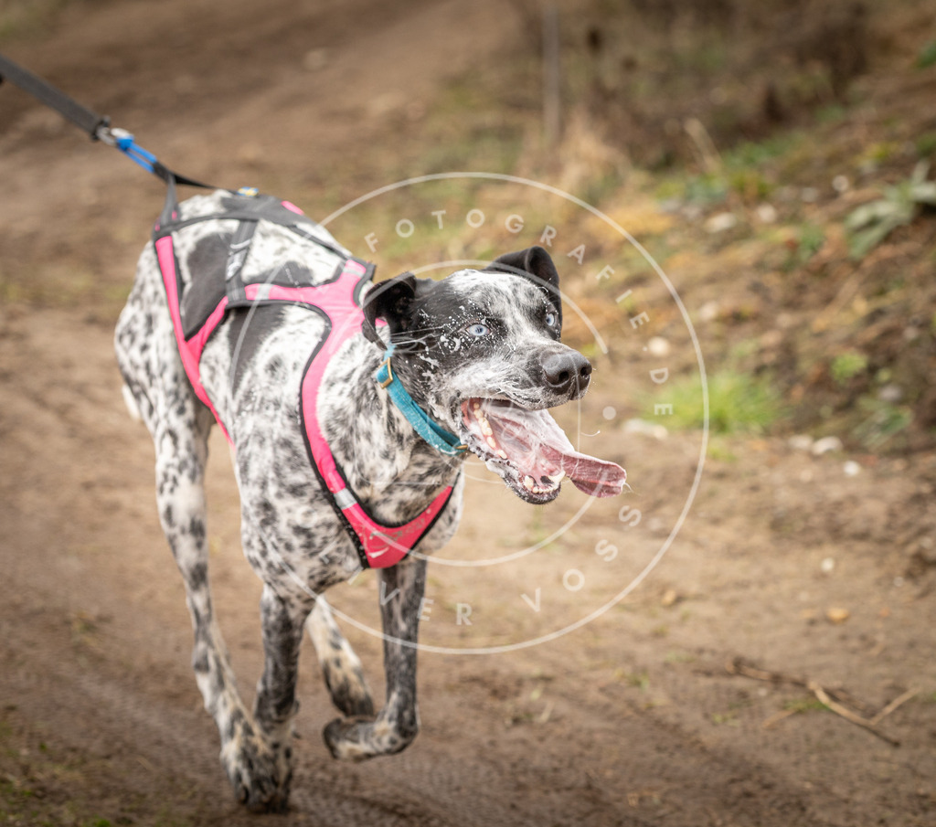 DV3A1411 | Hundefotografie, Tierfotograf, Pfotenfotografie, Fotoshooting Hund, Hunde Portrait, Hundesport, Hundeportraits, Heideshooting, Hunde, Sportfotograf, Hundefotograf, Turnierhundsport, THS,  - Realisiert mit Pictrs.com